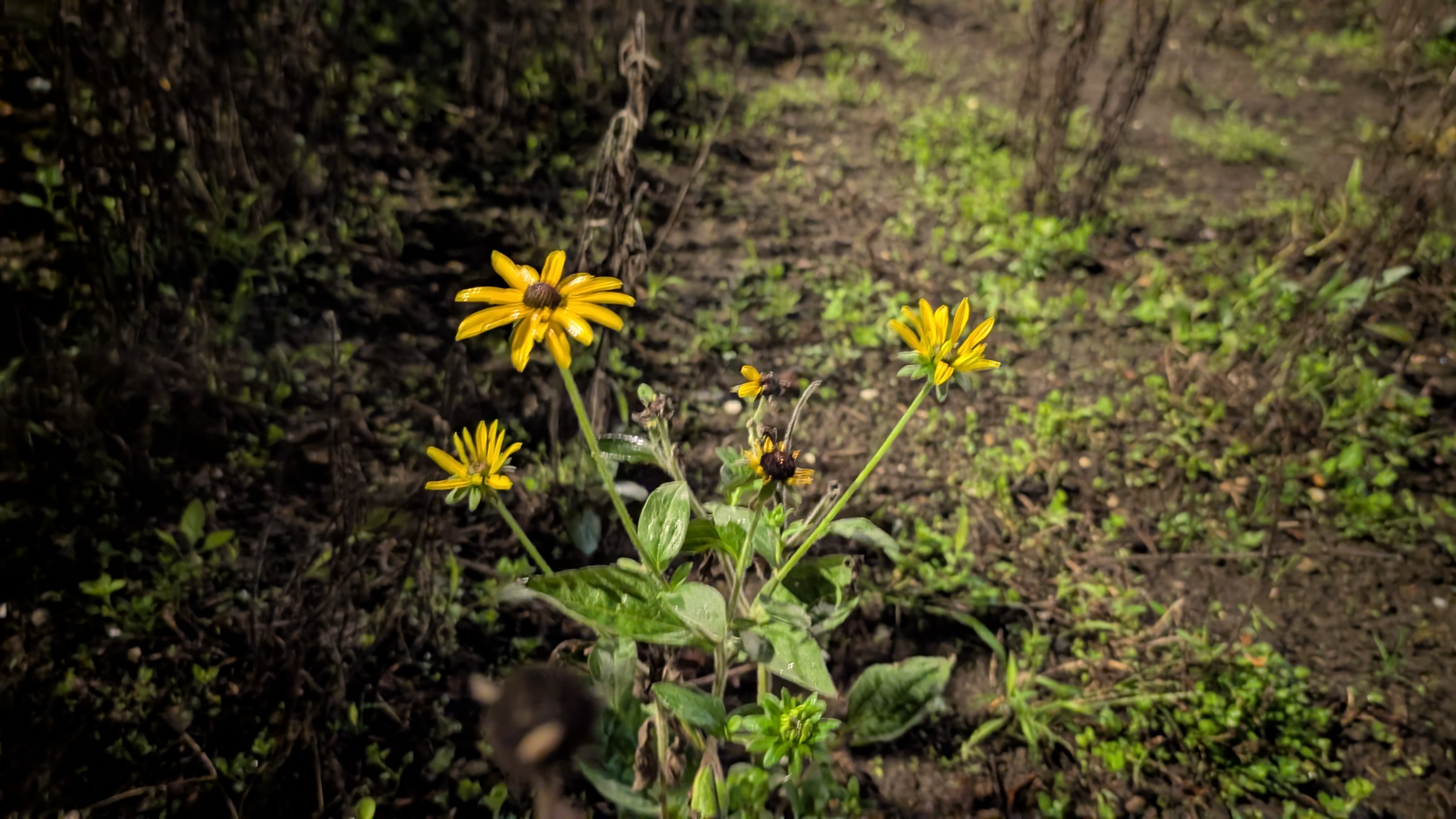 Maak een foto van een wilde bloem in jouw buurt foto 1